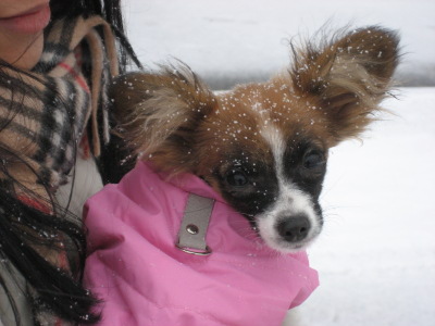 Buffy's first snow shower December 2007